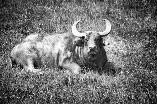 Preview: Enormous bovine bull steer