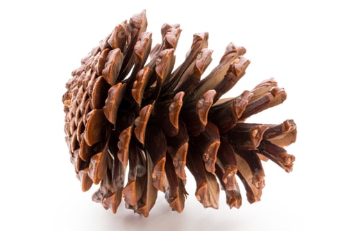 Preview: Christmas pine cone on white background.