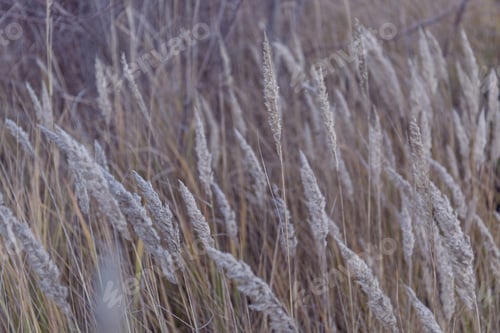 Preview: Dry grass natural background. Autumn nature.