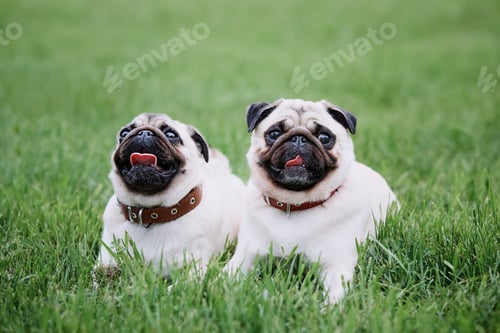 Preview: Two pug dogs lying on green grass background