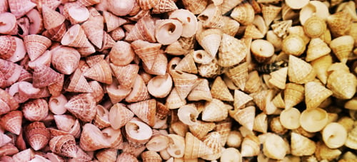Preview: Sea Shells Seashells. Sea shells from beach