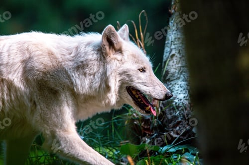 Preview: Wolf standing in grass with open mouth, trees in background