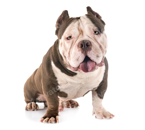 Preview: american bully in studio