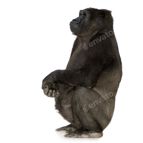 Preview: Young Silverback Gorilla