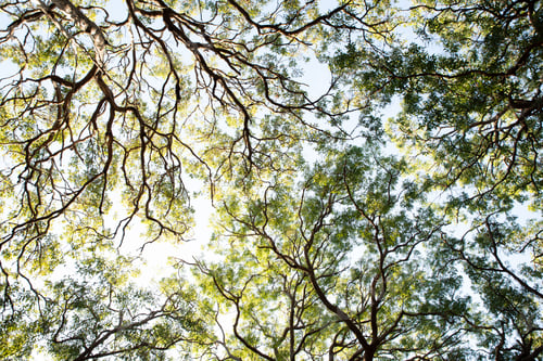 Preview: Canopy of the Tree Against Clear Sky. Treetop Canopy Background