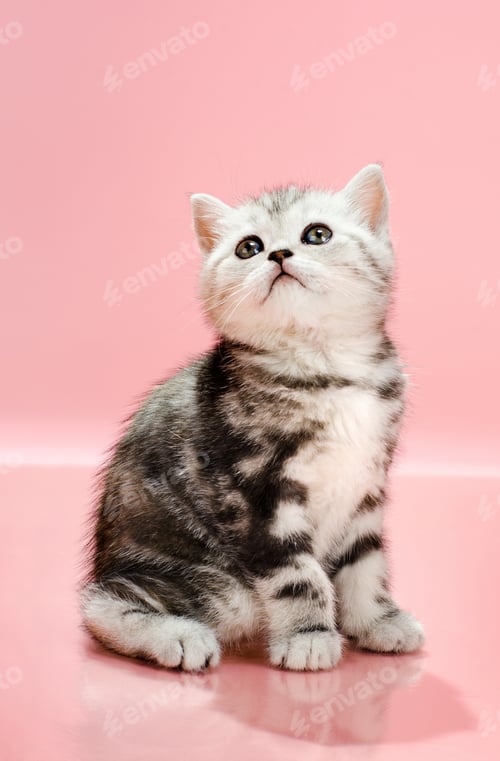 Preview: cat, kitten, pet, isolate