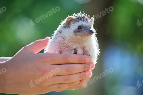 Preview: Human hands holding little african hedgehog pet outdoors on summer day.