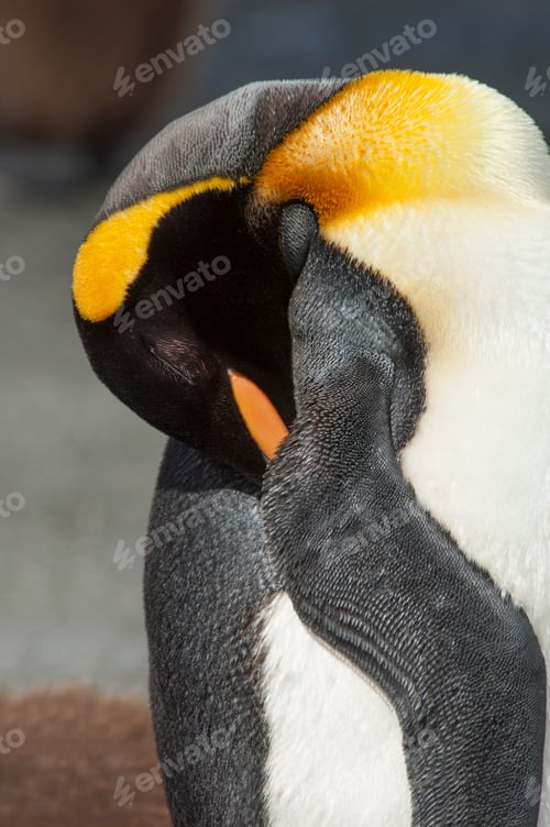 Preview: An adult king penguin, Aptenodytes patagonicus, on South Georgia Island.