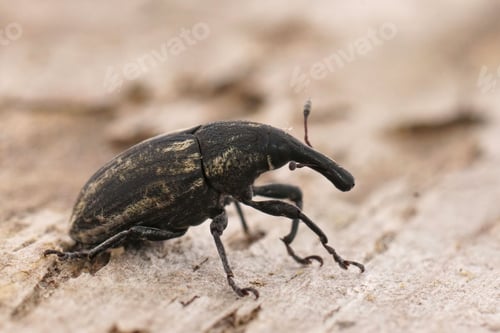 Preview: Closeup on an older mediterranean black Larinus weevil beetle siting on wood