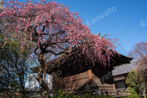 Preview: Close-up view of blooming pink plum blossoms against a bright sky during spring