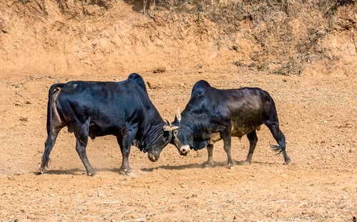 Preview: Closeup view of bull fighting