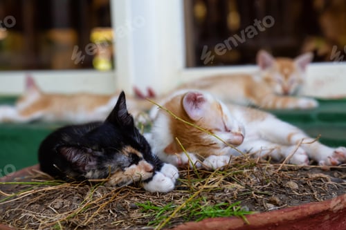 Preview: Cute little Kitten sleeping