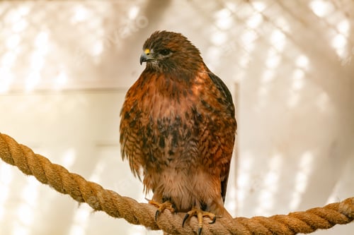 Preview: a red tailed hawk on top of a rope with its head lowered