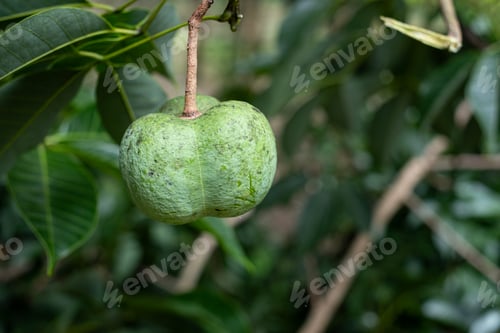 Preview: Fruit of the para rubber hanging on the tree