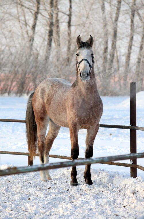 Preview: arabian, horse, mare, stallion, riding