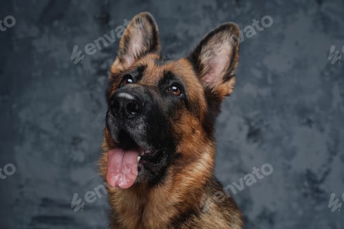Preview: Headshot of cheerful german shepherd with brown fur