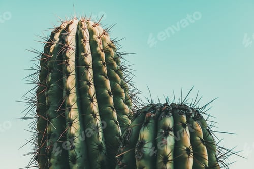 Preview: Cactus on blue turquoise background