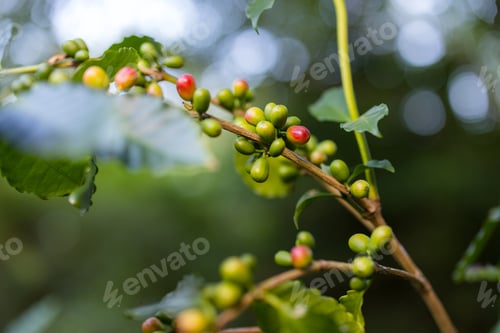 Preview: Coffee bean on the tree