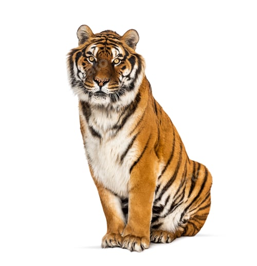 Preview: Tiger isolated