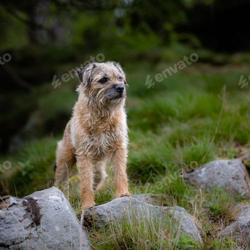 Preview: Beautiful shot of a border terrier