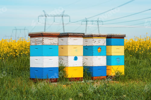 Preview: Apiary crates in canola field, colorful wooden beehive wooden boxes on plantation
