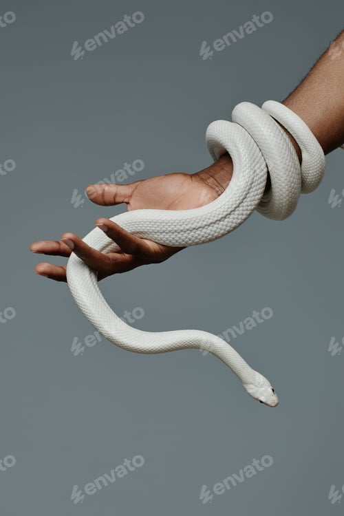 Preview: Close-up of hand of young man holding white snake enlacing his wrist