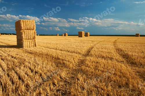Preview: Field