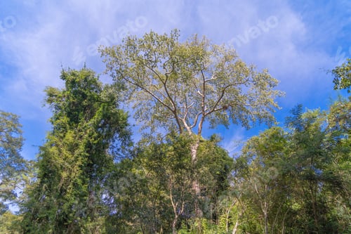 Preview: Lush green trees in tropical forest. Nature landscape background.