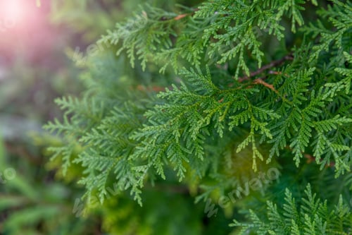 Preview: Green leaves of Thuja occidentalis tree