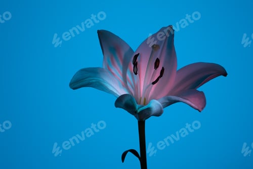 Preview: Lily flower under colorful neon illumination
