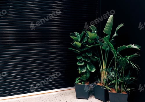 Preview: Natural background, Green tropical plants on black background, green Leaves, Natural Pattern