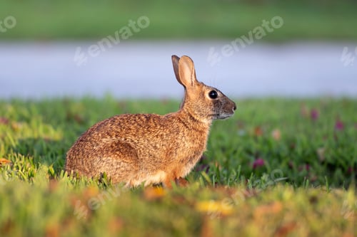 Preview: Wild rabbit in nature. Grey small hare eating grass on Florida backyard