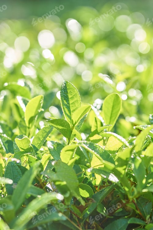 Preview: Sunlit green tea leaves with dew in lush natural garden setting with bokeh