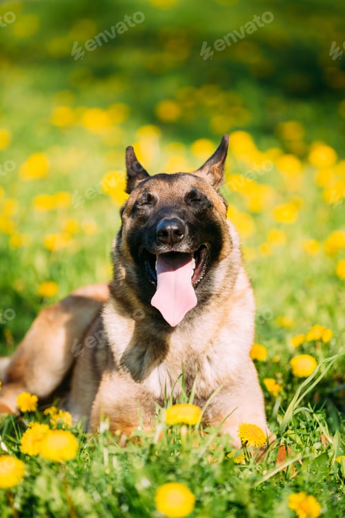 Preview: Malinois Dog Sit Outdoors In Green Grass