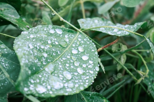 Preview: Water drops on leaves