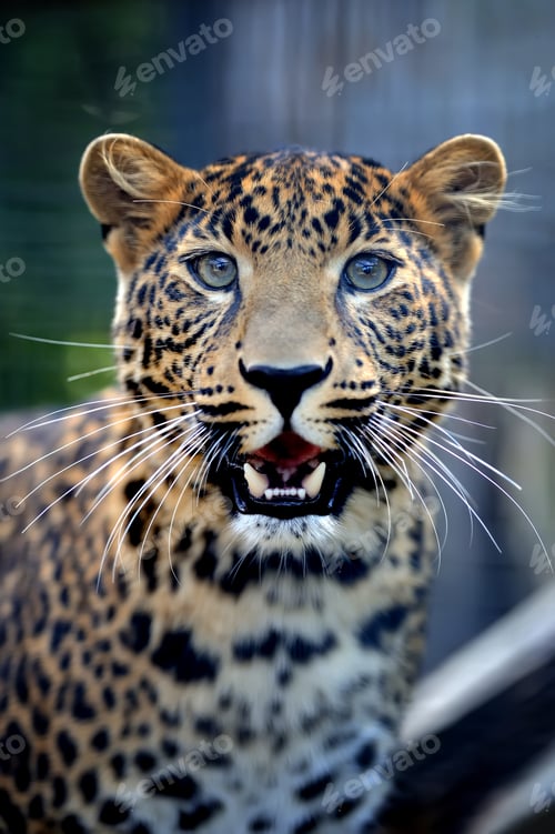 Preview: Close angry leopard portrait