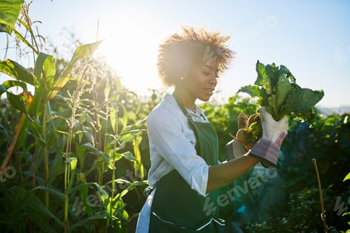 Preview: african american woman inspecting freshly harvested golden beets in community communal garden