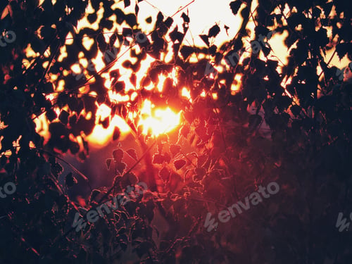 Preview: sunset through the leaves of the birch
