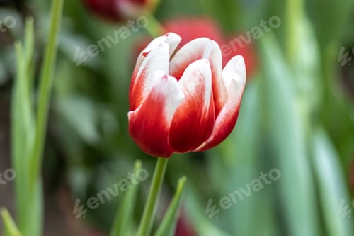 Preview: Red tulips in the garden