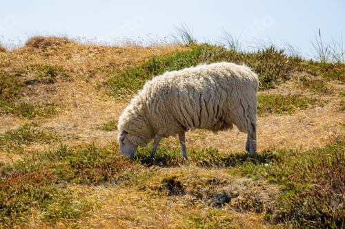 Preview: Grazing Sheep
