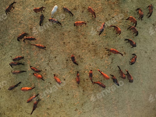 Preview: Aerial view of group of horses. Herd of young horses running, top view.