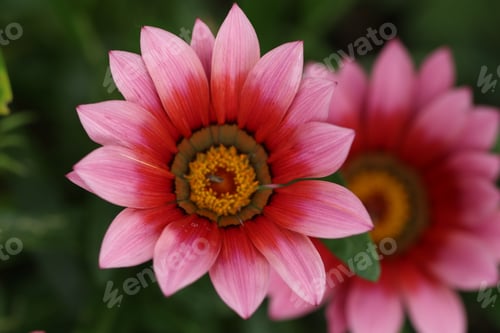 Preview: Pink flower