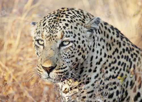 Preview: A Beautiful South Africa Wildlife in picture of World