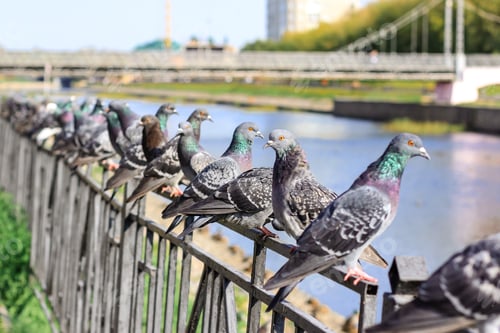Preview: A lot of gray pigeons sitting on the iron fence of the river on the city embankment. Selective focus