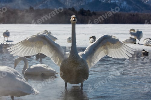 Preview: Whooper Swan (Cygnus cygnus) on frozen bay in winter.