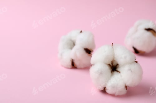 Preview: Fluffy cotton flowers on pink background, closeup. Space for text