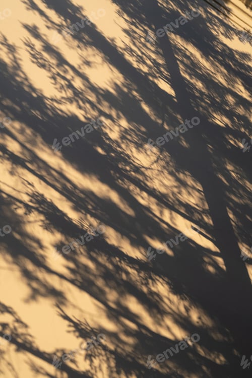 Preview: The shadow of a fir tree on the wall in the light of the setting sun.