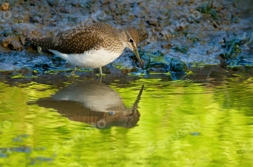Preview: Green sandpiper, Tringa ochropus. the bird walks along the bank of a small river in search of food