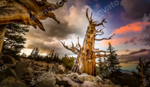 Preview: Beautiful view of a leafless tree with scenic cloudy sky during sunset