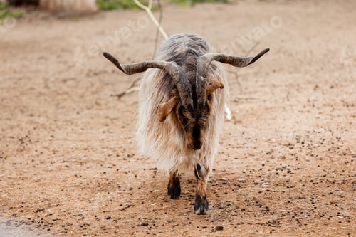 Preview: beautiful mountain goat. Mountain ram portrait. Mountain goat with big horns in zoo. selective focus